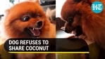 Dog refuses to share coconut, video is hilarious to watch