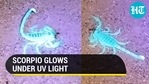 Video of scorpion glowing under UV light is both fascinating and creepy