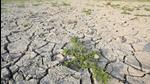 Groundwater table has been declining, on an average, by 0.5-1 metre every year in paddy-growing districts of Haryana, and Kurukshetra is on the top among the worst-affected districts. (AFP) Groundwater table has been declining, on an average, by 0.5-1 metre every year in paddy-growing districts of Haryana, and Kurukshetra is on the top among the worst-affected districts. (AFP)