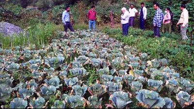 A team of scientists with farmers after examining the cabbage crop that has been hit by a fungal disease in the Chhota Bhangal valley of Kangra district earlier this week. (HT Photo) A team of scientists with farmers after examining the cabbage crop that has been hit by a fungal disease in the Chhota Bhangal valley of Kangra district earlier this week. (HT Photo)