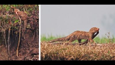 The mongoose climbs Satluj bank with dangling, decapitated keelback; (right) later moves towards the bushes. (PHOTOS: AMIT SHARMA)