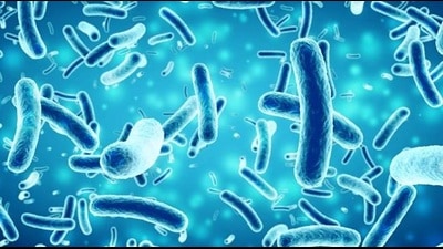 Salmonellosis in humans is generally contracted through the consumption of contaminated food of animal origin. ( (Pic for representation only)) Salmonellosis in humans is generally contracted through the consumption of contaminated food of animal origin. ( (Pic for representation only))