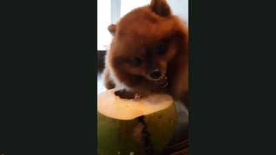 The image shows the dog enjoying tender coconut water. (Jukin Media)