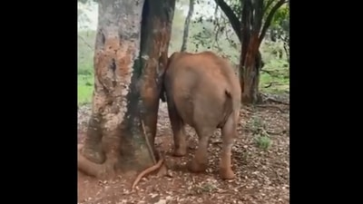 The image shows a cute elephant named Kindani. (Twitter/@SheldrickTrust)