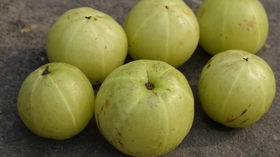3. Packed with Vitamin C, amla is very effective in sore throat. Have 15-20 ml of amla juice with 1 tsp honey twice a day. 3. Packed with Vitamin C, amla is very effective in sore throat. Have 15-20 ml of amla juice with 1 tsp honey twice a day.