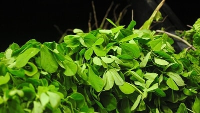 4. Boil 1 tsp fenugreek in 250 ml of water for five minutes, strain it and drink it. (Pixabay) 4. Boil 1 tsp fenugreek in 250 ml of water for five minutes, strain it and drink it. (Pixabay)