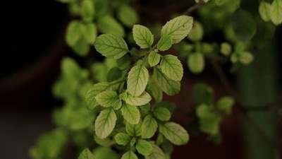Boil 4-5 tulsi leaves in some water, strain and drink it. You can also add honey and ginger if you like. (Pixabay) Boil 4-5 tulsi leaves in some water, strain and drink it. You can also add honey and ginger if you like. (Pixabay)