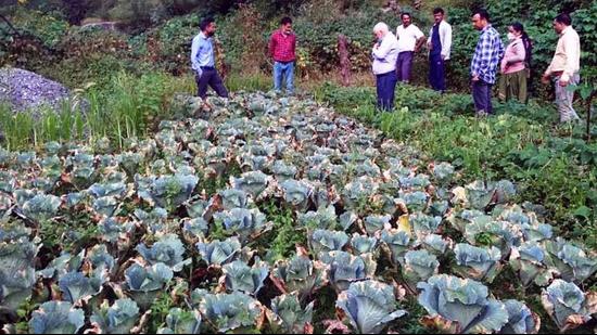 A team of scientists with farmers after examining the cabbage crop that has been hit by a fungal disease in the Chhota Bhangal valley of Kangra district earlier this week. (HT Photo)