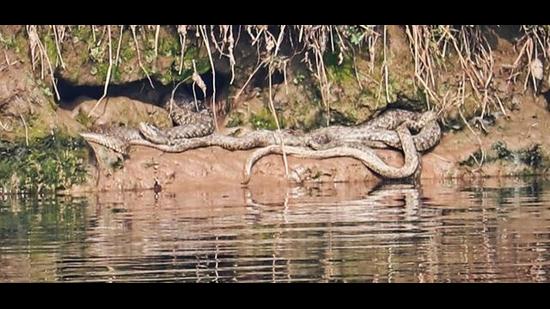 A colony of Checkered keelbacks on the Satluj. (PHOTO: AMIT SHARMA) A colony of Checkered keelbacks on the Satluj. (PHOTO: AMIT SHARMA)