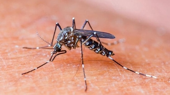 Dengue fever was caused by the bite of the female aedes aegypti mosquitoe. (Shutterstock)