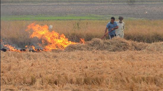 Last year, farm fires in Haryana’s paddy fields dipped. There was an 11% reduction in stubble burning cases. (HT Photo)