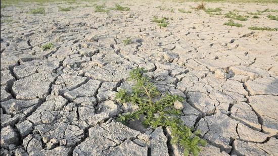 Groundwater table has been declining, on an average, by 0.5-1 metre every year in paddy-growing districts of Haryana, and Kurukshetra is on the top among the worst-affected districts. (AFP)