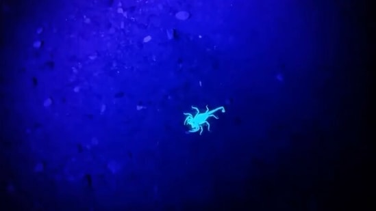 The image shows a scorpion glowing under UV light.(Jukin Media)