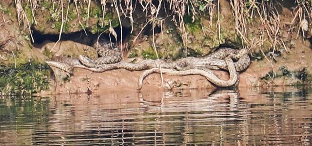 A colony of Checkered keelbacks on the Satluj. (PHOTO: AMIT SHARMA)