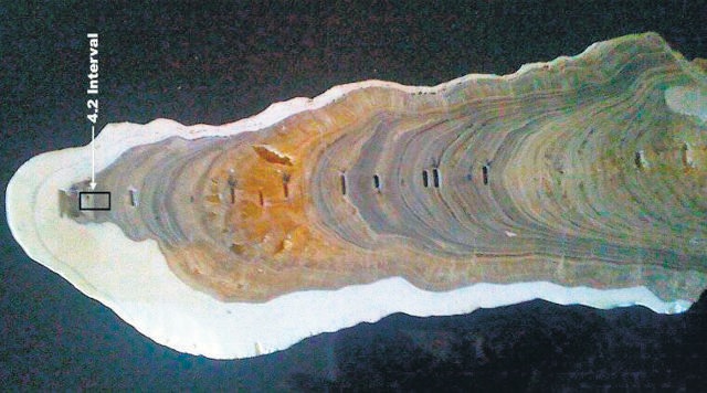 A cross section of the stalagmite with evidence of the Meghalayan Age marked out. A cross section of the stalagmite with evidence of the Meghalayan Age marked out.