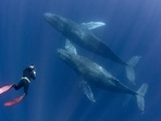 Ironically, humans are killing Orcas, now classified as ‘endangered’ in the US and ‘at-risk’ in Canada.(Istock) Ironically, humans are killing Orcas, now classified as ‘endangered’ in the US and ‘at-risk’ in Canada.(Istock)