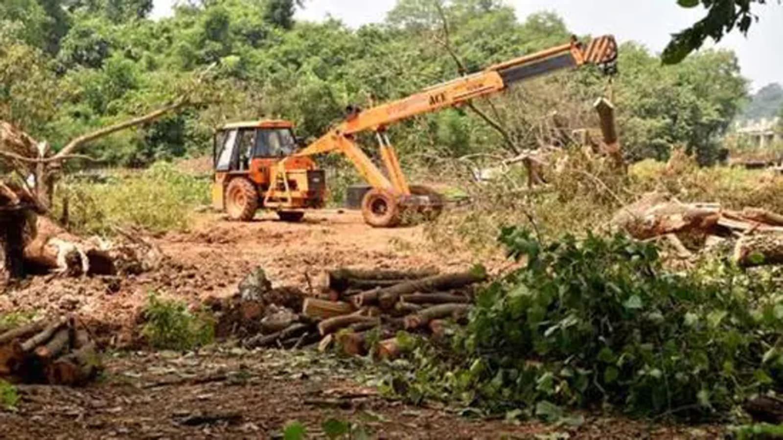 Central Zoo Authority seeks report from over illegal felling in Corbett