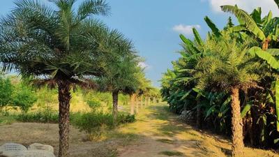The garden based on Sikh scriptures at Patto Hira Singh village in Moga district. (HT photo)