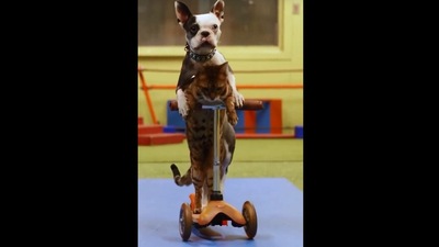 The image shows the dog and the cat riding a scooter. (Instagram/@guinnessworldrecords)