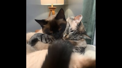 The image of the cuddling cats shows two felines named Puffin and Binx. (Instagram/@puffin_loves_binx)