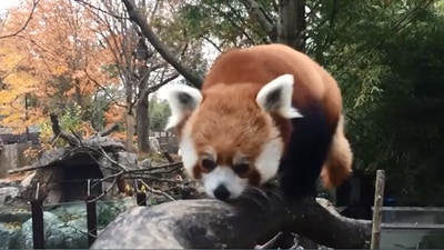 The image shows a cute red panda. (Instagram/@smithsonianzoo)