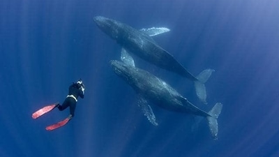 Ironically, humans are killing Orcas, now classified as ‘endangered’ in the US and ‘at-risk’ in Canada. (Istock) Ironically, humans are killing Orcas, now classified as ‘endangered’ in the US and ‘at-risk’ in Canada. (Istock)