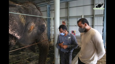 Yusuf Pathan at the Wildlife-SOS elephant care centre in Mathura. (Sourced) Yusuf Pathan at the Wildlife-SOS elephant care centre in Mathura. (Sourced)