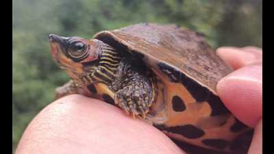 One of the rescued Tent Turtles. The turtles would be quarantined for 29 days at UP forest department/TSA Laboratory for Aquatic Biology at Kukrail Gharial Centre in Lucknow before being rehabilitated at safer locations in the river Gomti. (HT photo) One of the rescued Tent Turtles. The turtles would be quarantined for 29 days at UP forest department/TSA Laboratory for Aquatic Biology at Kukrail Gharial Centre in Lucknow before being rehabilitated at safer locations in the river Gomti. (HT photo)