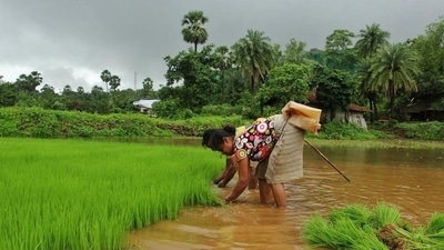 This survey is a departure from previous situational assessment surveys in that it accounts for earnings from land holdings and livestock, not just crops. (Praful Gangurde/ HT file photo)