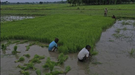 Indian farmers collect paddy saplings for transplantation in a field at Haripurwa Village, in Shravasti District, in the northern Indian state of Utter Pradesh, Saturday, July 17, 2021. A daily wage farm laborer in this area earns 7 kilograms of wheat or approximately US$1.5 per day. (AP Photo/Rajesh Kumar Singh) (AP) Indian farmers collect paddy saplings for transplantation in a field at Haripurwa Village, in Shravasti District, in the northern Indian state of Utter Pradesh, Saturday, July 17, 2021. A daily wage farm laborer in this area earns 7 kilograms of wheat or approximately US$1.5 per day. (AP Photo/Rajesh Kumar Singh) (AP)