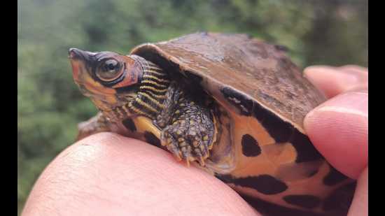 One of the rescued Tent Turtles. The turtles would be quarantined for 29 days at UP forest department/TSA Laboratory for Aquatic Biology at Kukrail Gharial Centre in Lucknow before being rehabilitated at safer locations in the river Gomti. (HT photo)