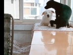 The mama dog with the black doggo and her puppies. (Reddit/__Dawn__Amber__) The mama dog with the black doggo and her puppies. (Reddit/__Dawn__Amber__)