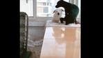 The mama dog with the black doggo and her puppies. (Reddit/__Dawn__Amber__) The mama dog with the black doggo and her puppies. (Reddit/__Dawn__Amber__)