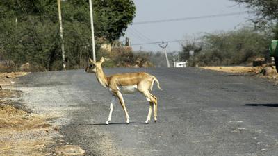 Indapur Taluka Range forest officer Ajit Suryavanshi said an FIR has been lodged against three hunters who were captured in a video. (HT Photo/File/Representative use)