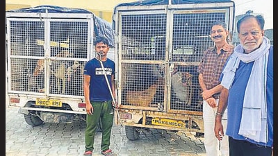 Around 9:10am, the mayor checked two vans at the animal birth control centre, which were full of dogs caught from the Shimlapuri area in Ludhiana . (HT Photo)