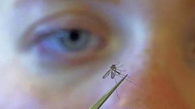 Filariasis is a disabling disease that is transmitted by infected mosquitoes. (HT File) Filariasis is a disabling disease that is transmitted by infected mosquitoes. (HT File)