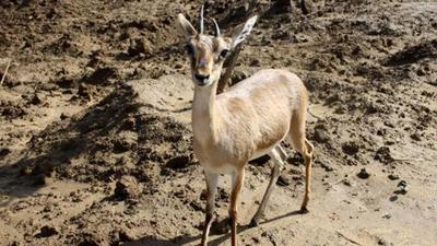 Officials said some villagers had seen three persons in a vehicle kill a Chinakara deer with their airgun in Indapur tehsil in Maharashtra’s Pune district, while another eyewitness saw the second Chinkara being shot around 100 metres from the spot of the first kill. (REPRESENTATIVE PHOTO) Officials said some villagers had seen three persons in a vehicle kill a Chinakara deer with their airgun in Indapur tehsil in Maharashtra’s Pune district, while another eyewitness saw the second Chinkara being shot around 100 metres from the spot of the first kill. (REPRESENTATIVE PHOTO)