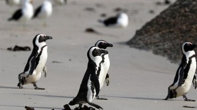 The South African National Parks said the birds were taken to the foundation for post-mortems and samples sent for disease and toxicology testing. (Reuters file photo. Representative image)