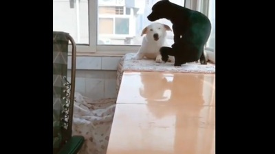 The mama dog with the black doggo and her puppies.&nbsp; (Reddit/__Dawn__Amber__)