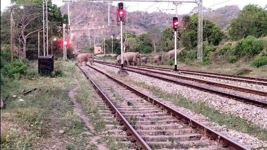 File photo of elephants crossing railway line in Garhwal region of Uttarakhand. (HT file photo)