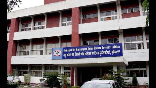 Various lectures and practical demonstrations for diagnosis of anaemia and transfusion of blood and its components, following cross-matching, blood typing and screening of donor dogs for infectious pathogens, were carried out at the Ludhiana veterinary hospital. (HT FILE PHOTO)