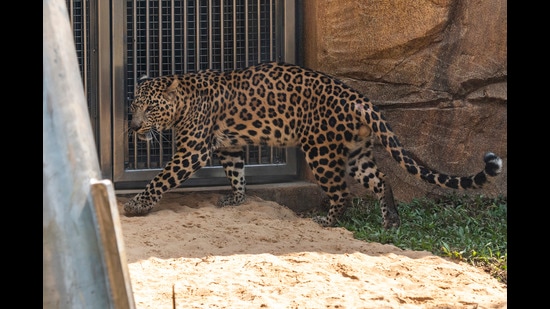 A leopard was sighted by Nere villagers in Panvel. Forest officials have increased patrolling in the jungle area. (For representational purposes only) (HT FILE PHOTO)