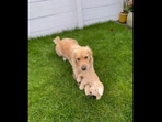 The video shows the bond between a doggo and his favourite toy called Fluffy. (Instagram/@barleyboy) The video shows the bond between a doggo and his favourite toy called Fluffy. (Instagram/@barleyboy)