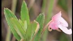Impatiens Tamilnadense, one of the new species recorded by BSI. (Sourced)
