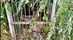 Leopard trapped in a cage by forest officials in Uttarakhand’s Pithoragarh district. (HT PHOTO.)