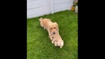 The video shows the bond between a doggo and his favourite toy called Fluffy. (Instagram/@barleyboy) The video shows the bond between a doggo and his favourite toy called Fluffy. (Instagram/@barleyboy)