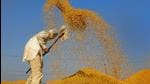 India can move away from price-based support to its farmers to income-based support, which will not be trade-distorting under the Agreement on Agriculture, provided income support is decoupled or not linked to production. However, given the enormous political salience attached to the MSP-based procurement regime, underlined by the ongoing farmer agitations, it is simply not possible for India to dump or even dilute the current system. (HT archive) India can move away from price-based support to its farmers to income-based support, which will not be trade-distorting under the Agreement on Agriculture, provided income support is decoupled or not linked to production. However, given the enormous political salience attached to the MSP-based procurement regime, underlined by the ongoing farmer agitations, it is simply not possible for India to dump or even dilute the current system. (HT archive)