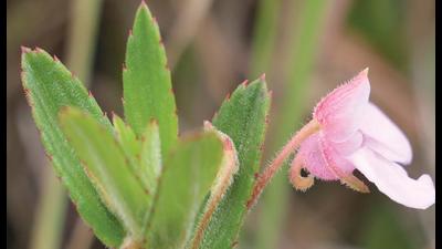 Impatiens Tamilnadense, one of the new species recorded by BSI. (Sourced) Impatiens Tamilnadense, one of the new species recorded by BSI. (Sourced)