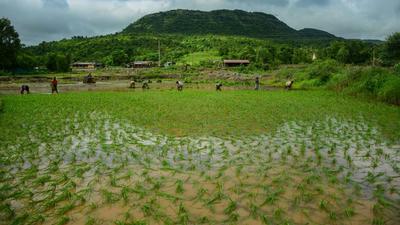 Maval farmers claimed that this is the fourth time their lands would have to be given up for a developmental project and the same set of landowners are getting affected in these projects. (Representative Photo) Maval farmers claimed that this is the fourth time their lands would have to be given up for a developmental project and the same set of landowners are getting affected in these projects. (Representative Photo)
