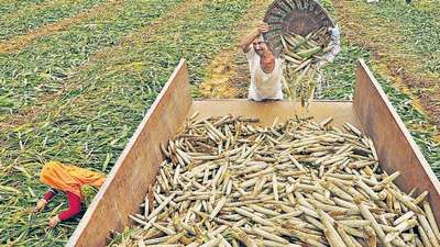 The latest kharif output figures show India’s agriculture sector appears to have emerged unscathed during the second Covid-19 wave, just as it had during the first outbreak in 2020. (HT file photo)
